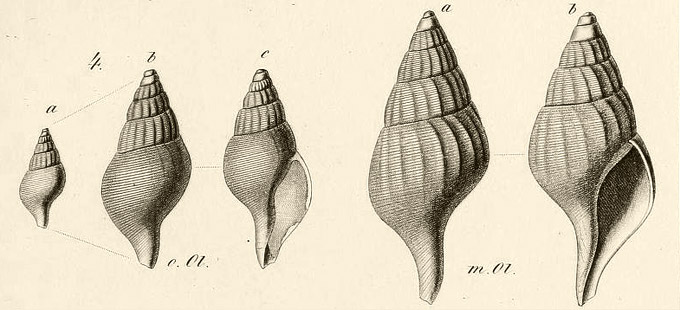 tongrube hermsdorf fusus multisulca